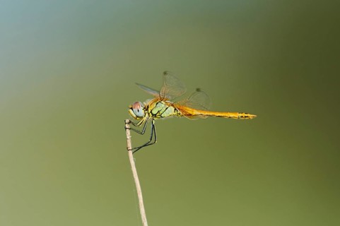 Red-veined darter