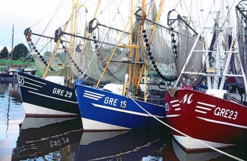 Crab cutter in row