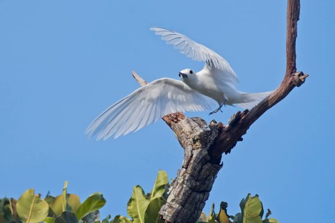 White tern
