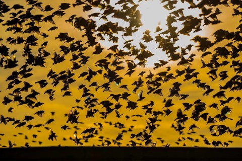 A mega flock of red-billed quelea
