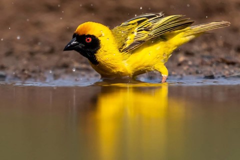 Southern masked weaver