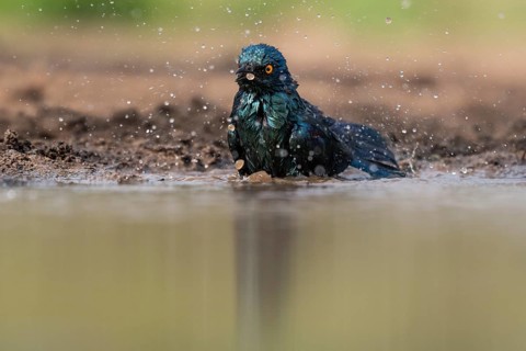 Cape starling
