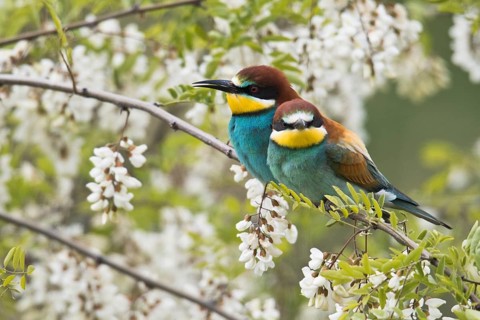 Bee-eater
