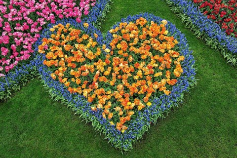 Heart