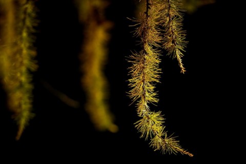 Autumnal yellow larch