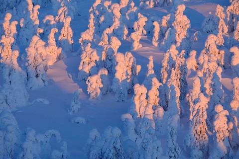Snow covered trees at sunrise