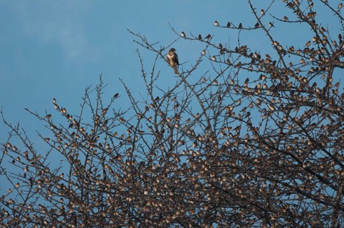 Brambling