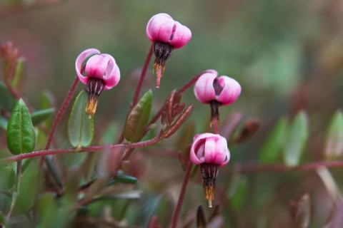 swamp cranberry