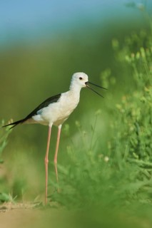 Black-winged stilt