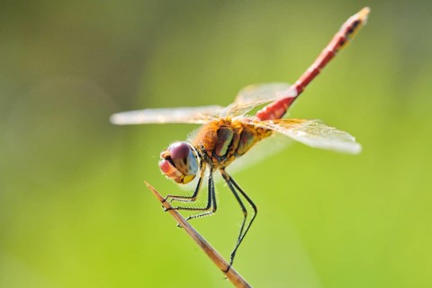 Red-veined darter