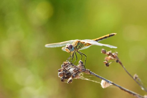 Red-veined darter