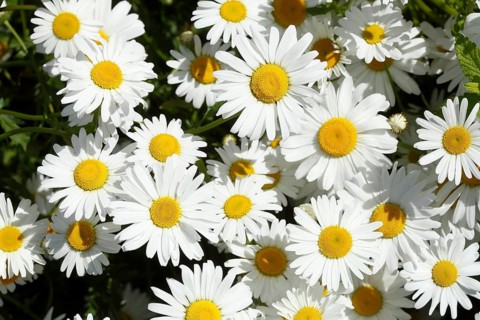 Marguerite
