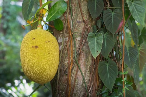 Jackfruit tree