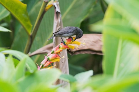 Seychelles Sunbird