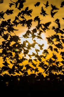 A mega flock of red-billed quelea