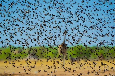 A mega flock of red-billed quelea