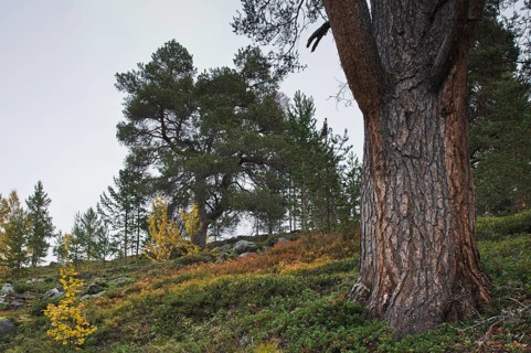 Scots pine