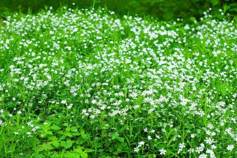 Greater stitchwort