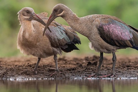 Hagedash Ibis