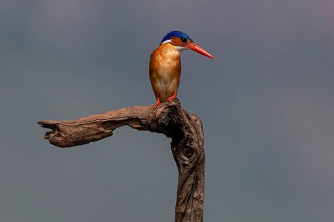 Malachite kingfisher