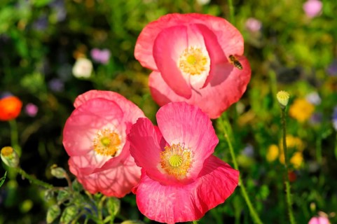 Pink or salmon-coloured flower of corn poppy hybrids