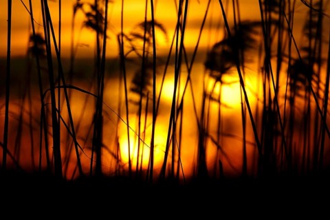 Winter evening