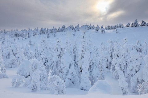 Snow covered trees