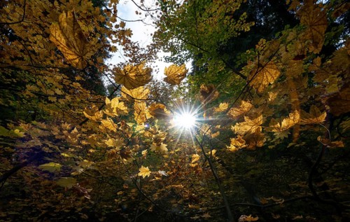 Sun shining between yellow autumnal leaves