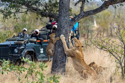 Lion