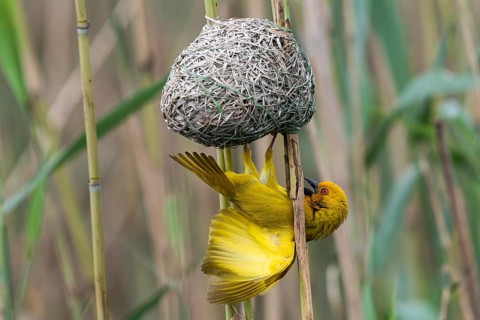 Eastern golden weaver