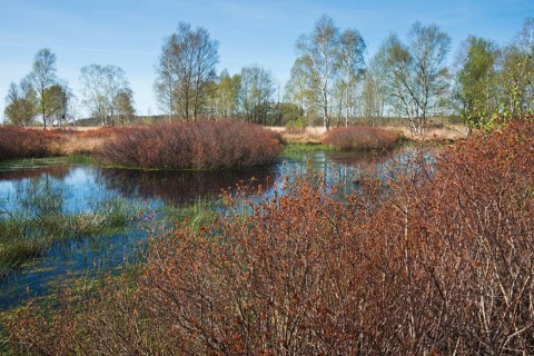 Bog myrtles