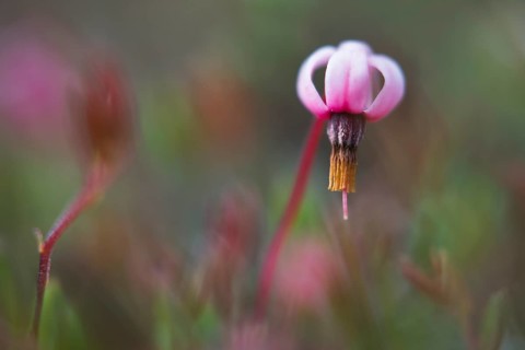 swamp cranberry