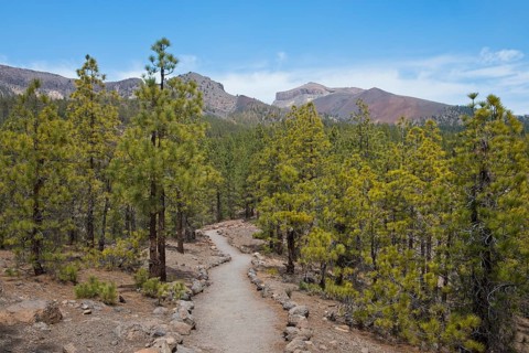 Hiking trail between canary island pines