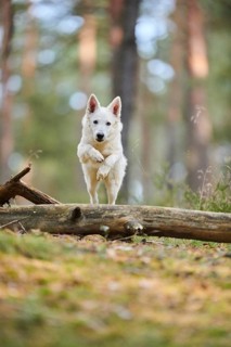 White Swiss Shepherd Dog