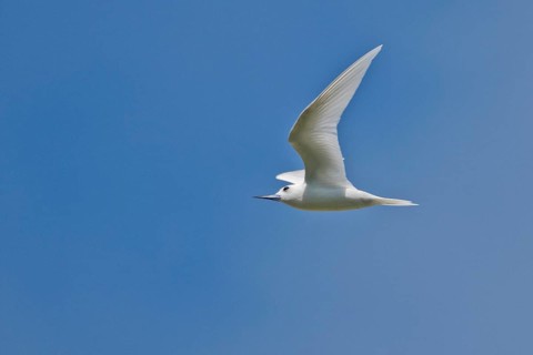 White tern