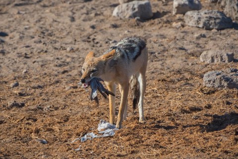 Black-backed jackal