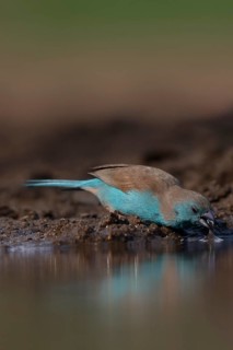 Blue waxbill