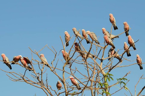 Galahs