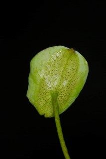 A wet leaf of the Indian lotus