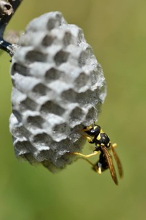 European paper wasp