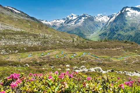 Rusty-leaved alpenrose