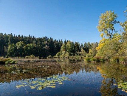 Quiet sunny autumn day at Dingelsdorfer Ried