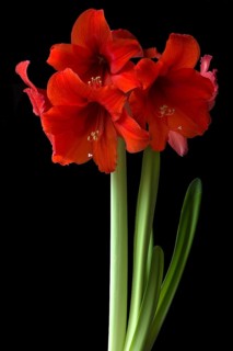 Amaryllis flowers