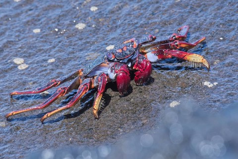 Red rock crab