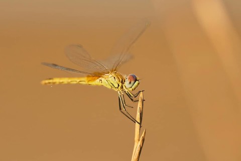 Red-veined darter