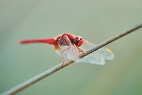 Red-veined darter