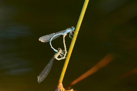 Azure damselfly