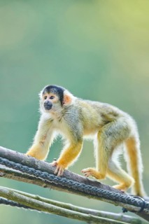 Common squirrel monkey