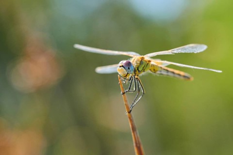 Red-veined darter
