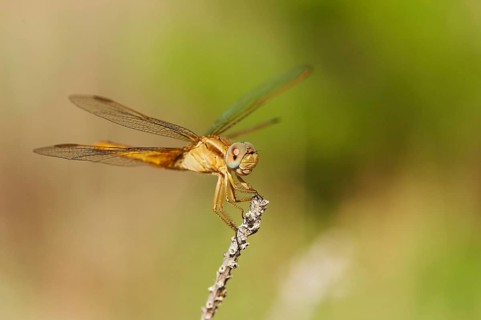 Red-veined darter